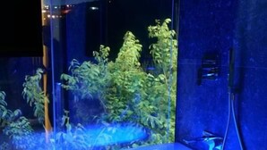 A modern bathroom with a glass-enclosed bathtub, a visible plant, and a shower area. - Nili Deluxe (Sarandë)