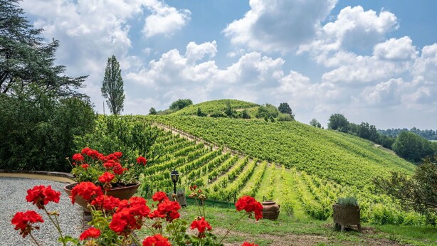 Ein Weinberg mit Rebenzeilen an einem Hügel, umgeben von Grünpflanzen und roten Blüten im Vordergrund.
