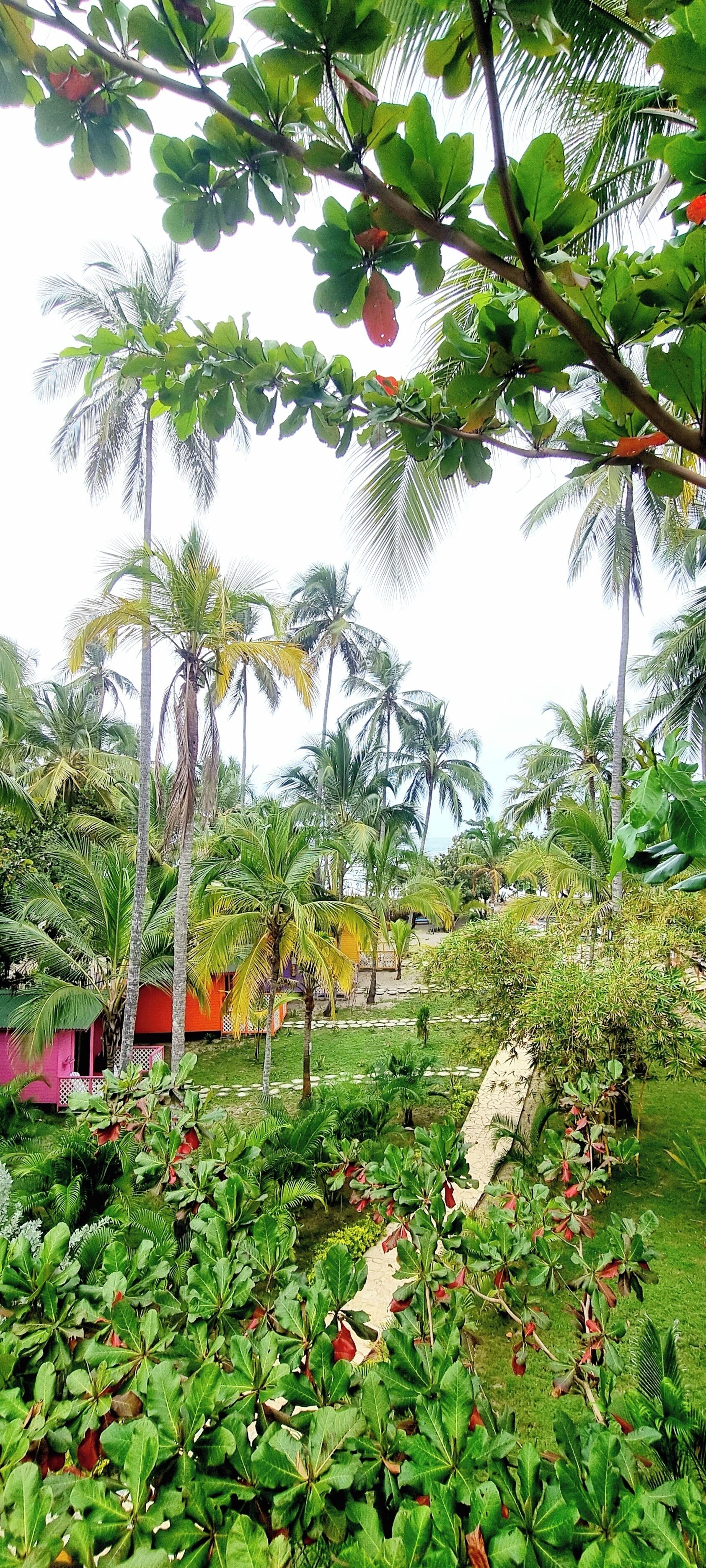 Un exuberante jardín con palmeras y diversas plantas.