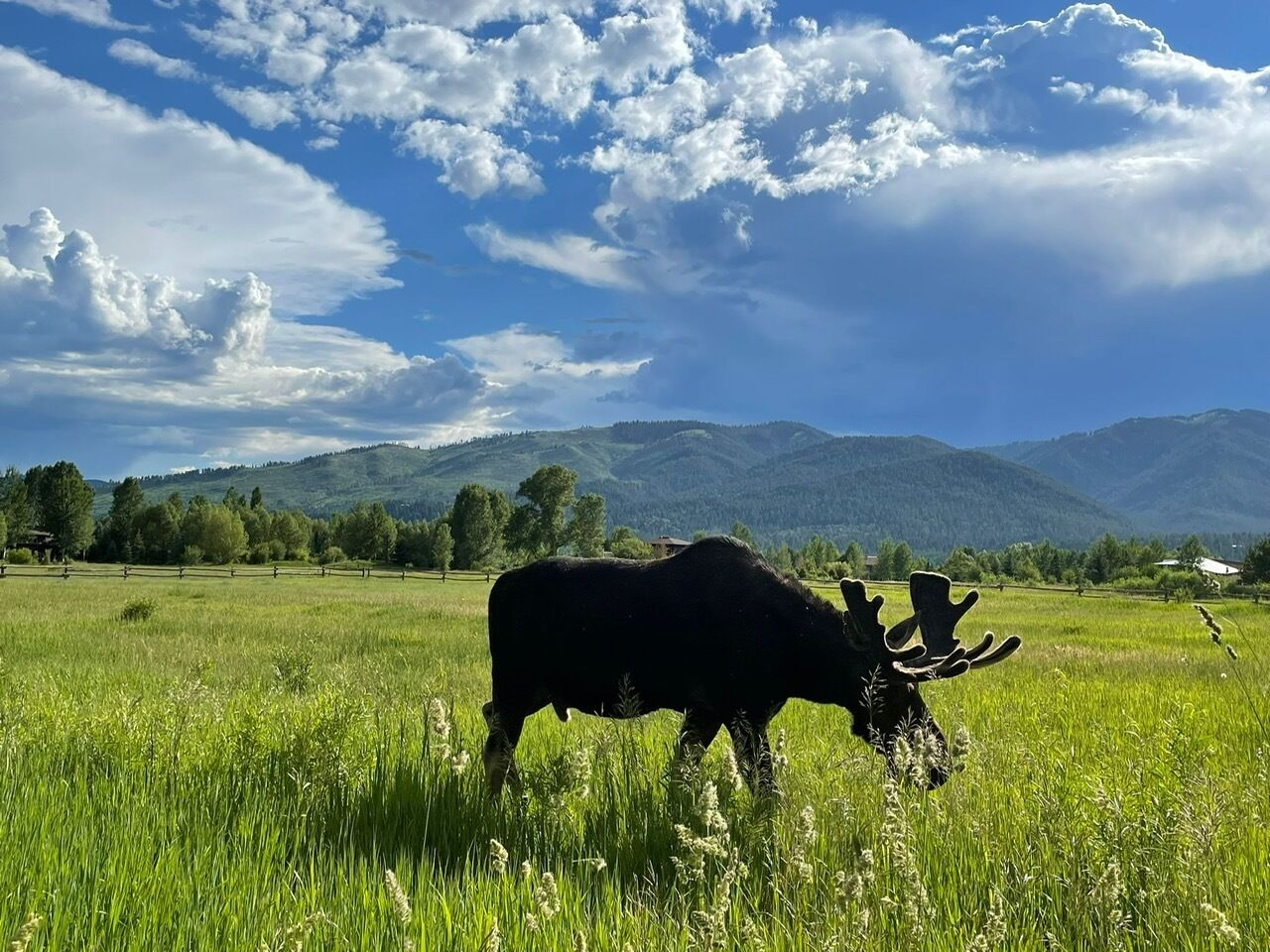 A moose in a grassy field with mountains in the background.