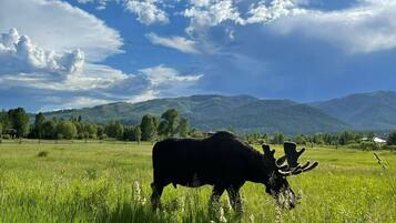 A moose in a grassy field with mountains in the background.