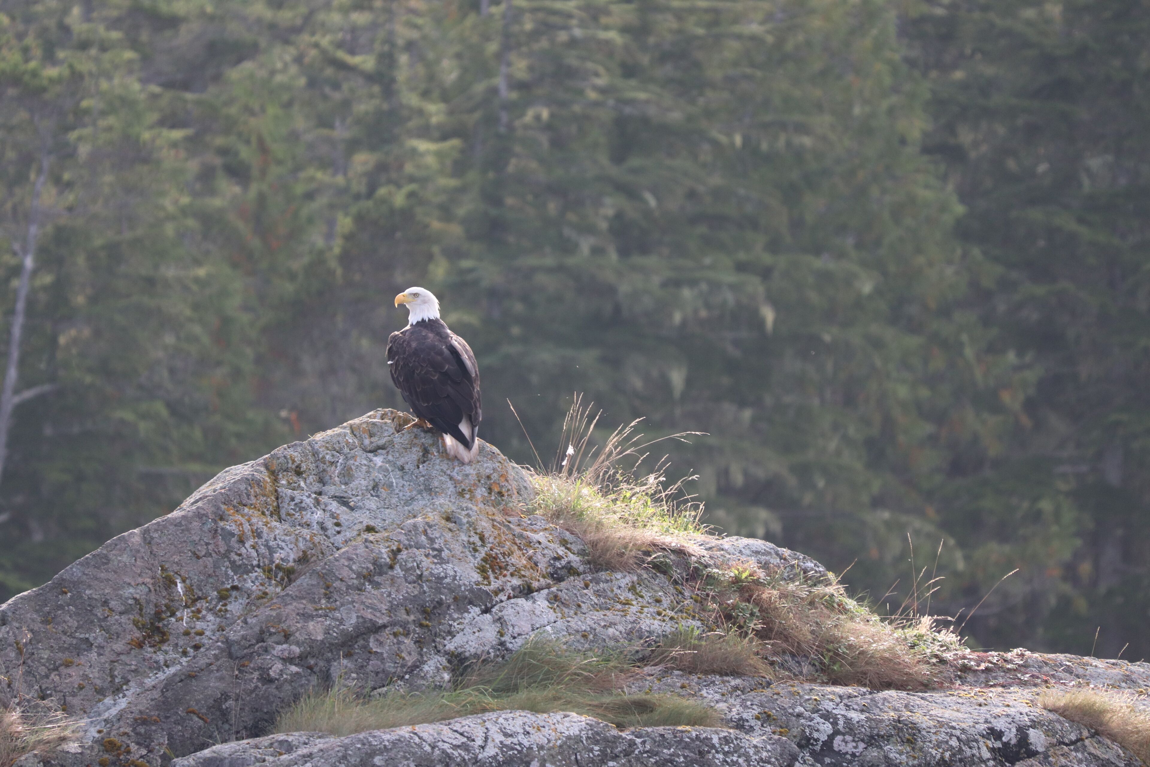 A bald eagle perched on a rock.