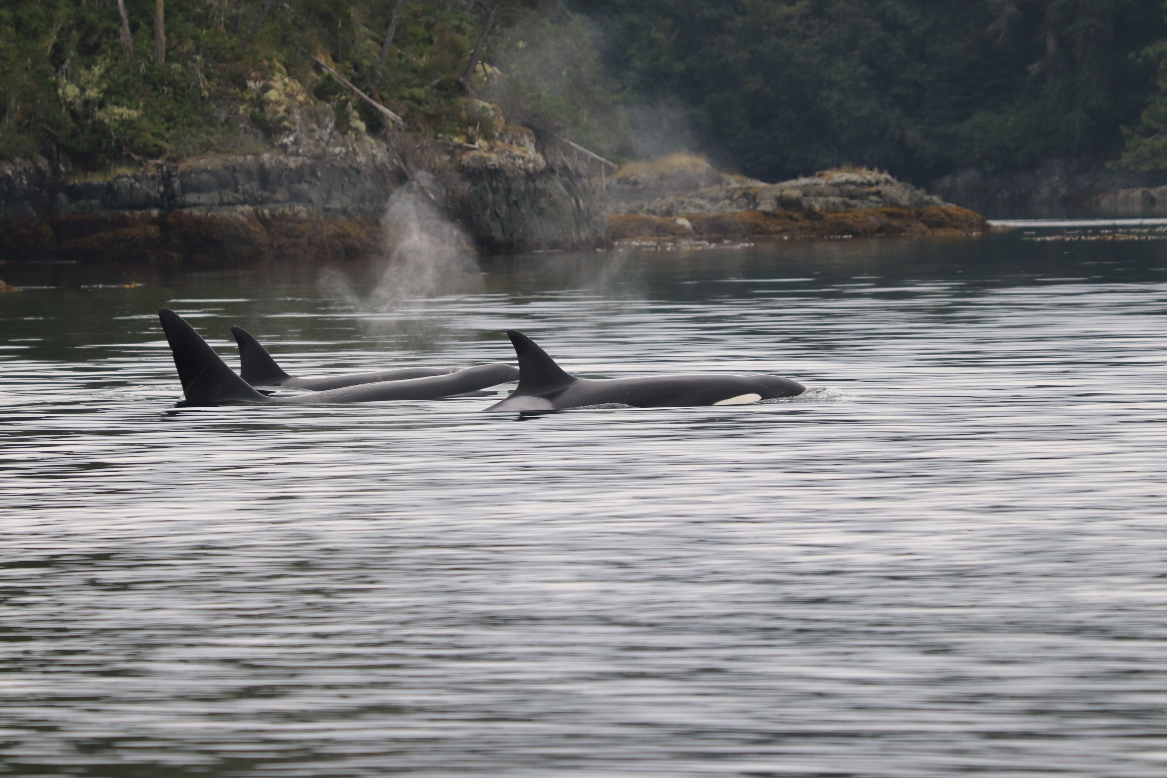 Two orcas swimming in a calm body of water with a rocky shoreline and trees in the background.