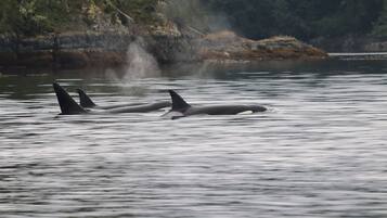 Two orcas swimming in a calm body of water with a rocky shoreline and trees in the background.