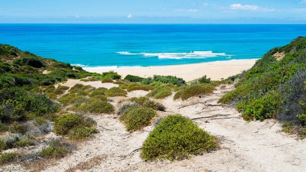 A beach with clear blue water, sandy shore, and green vegetation.
