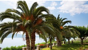A garden with palm trees, a stone pathway, and a view of a body of water. - Villa 'Beach  Alonissos For 6 People' with Shared Pool, Wi-Fi and Air Conditioning (Alonissos)