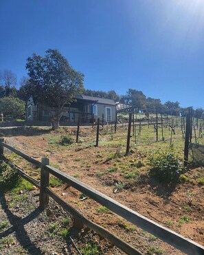 Property grounds - Serene Vineyard Cottage Escape (Fallbrook)