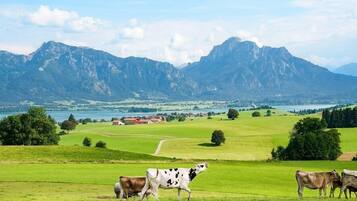 Vista panorámica de una cadena montañosa, un lago y un campo verde con vacas.
