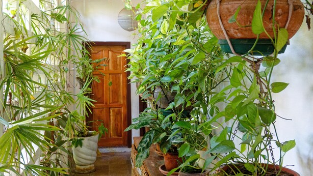 A narrow hallway with potted plants on either side and a wooden door at the end. - Hechtech House (Accra)