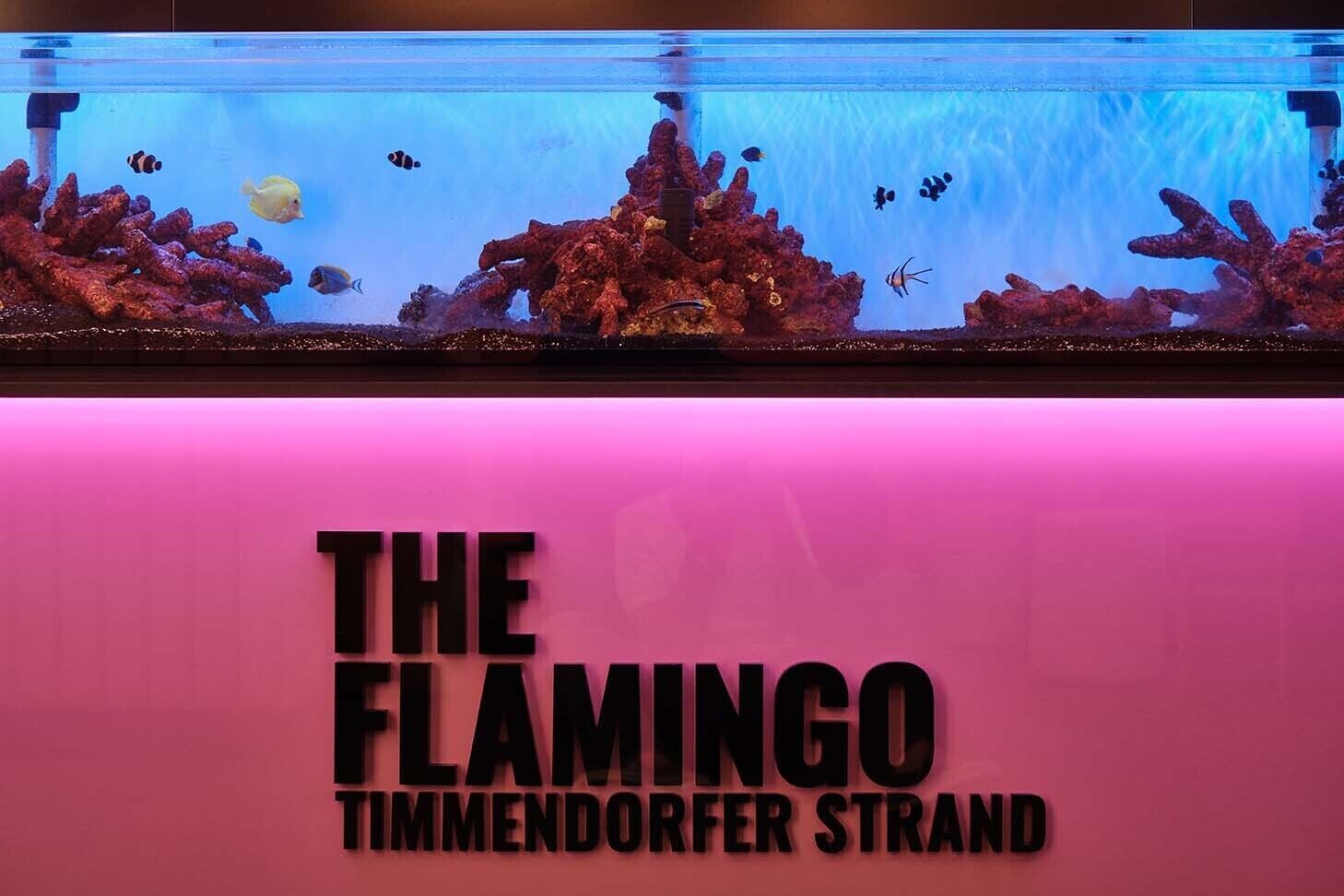 Ein Aquarium mit verschiedenen Fischen und Korallen, und ein Schild mit der Aufschrift 'The Flamingo Timendorfer Strand'.