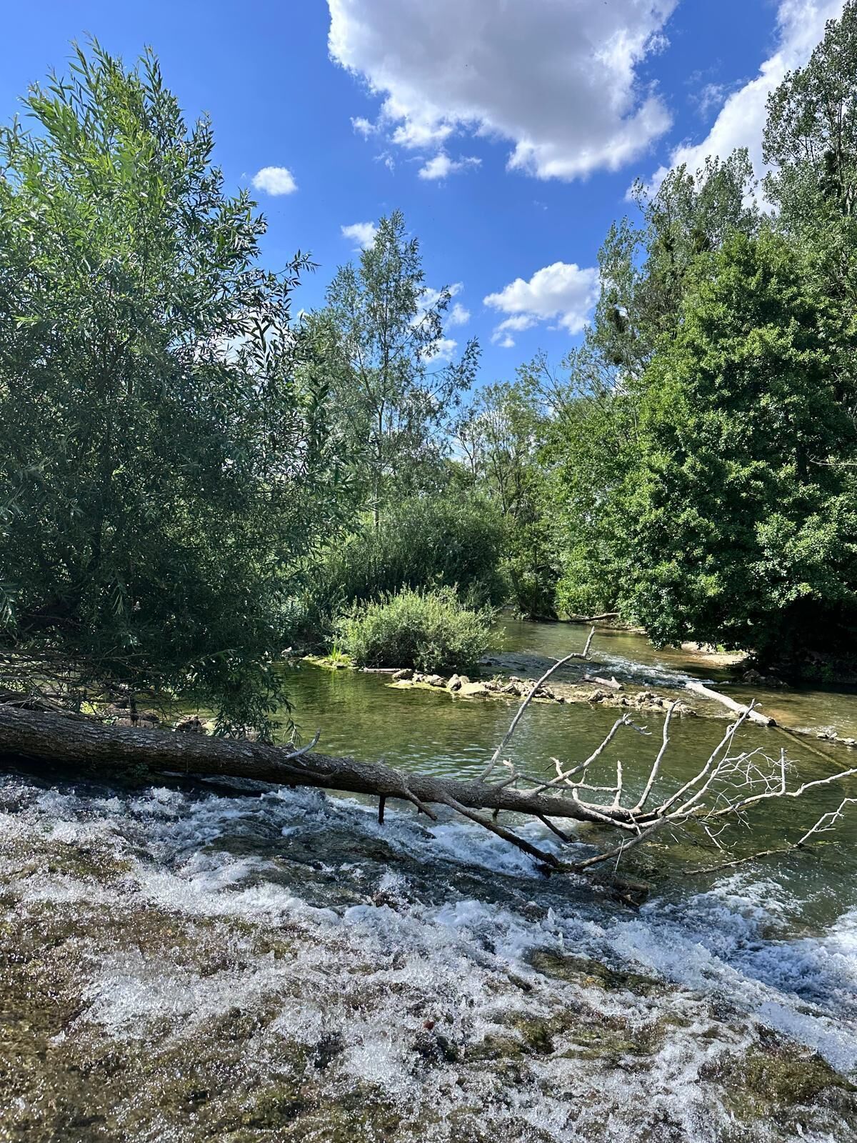 Un fiume che scorre attraverso una foresta ricca di vegetazione e un cielo sereno.