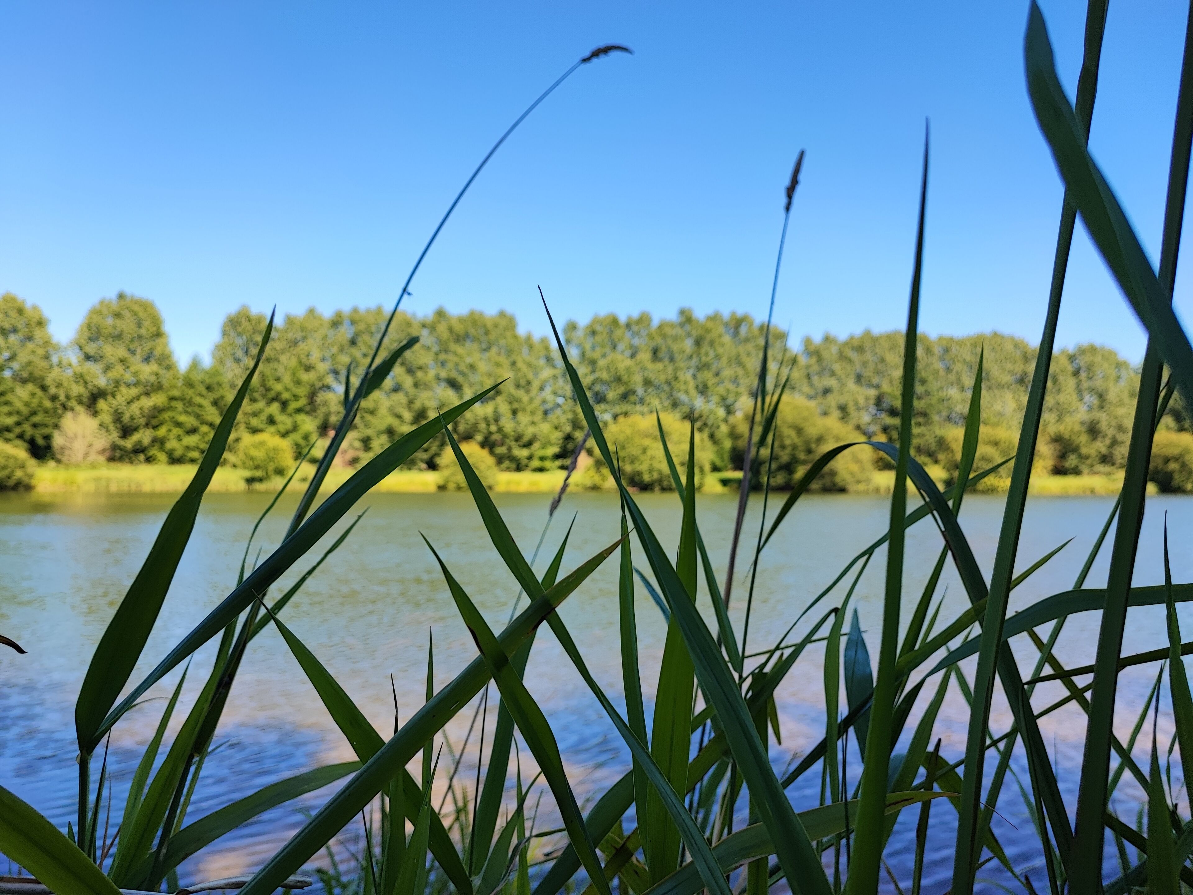 A view of a lake with tall grass in the foreground and a forested area in the background.