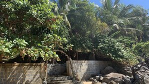 Un espace aménagé de façon naturelle, avec un mur de pierre, des marches et une variété de plantes, notamment des arbres et des arbustes.