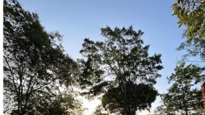Een helder zwembad omringd door bomen, met een heldere lucht erboven.