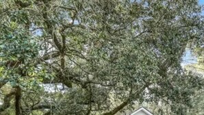 A small, single-story house with a porch, surrounded by a well-maintained lawn and large trees. - Countryside to Citywide
Workers Paradise 
MTR
Great price
No Cleaning Fee (Slidell)