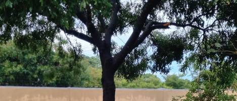 Cottage | Property grounds