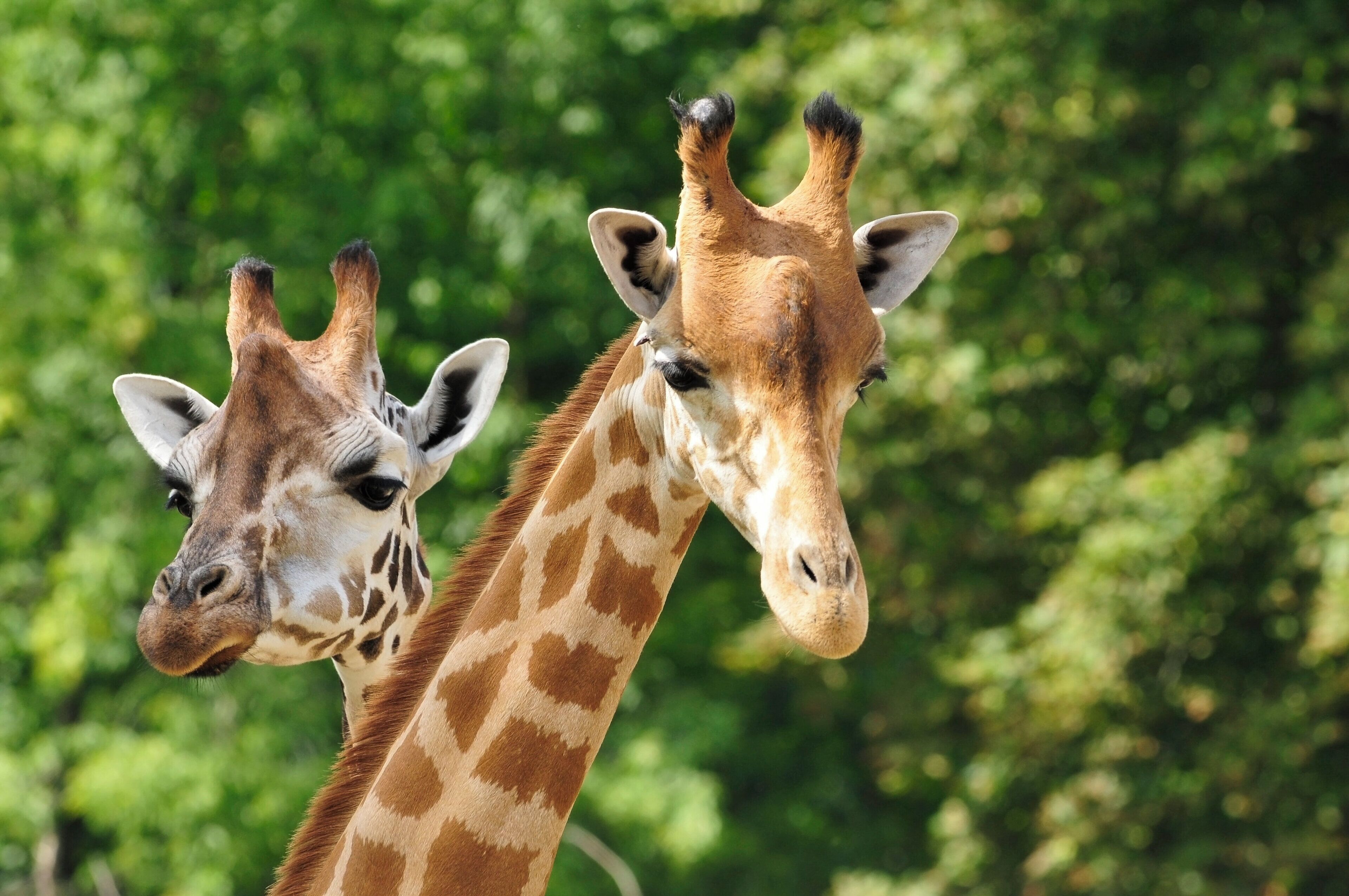 Two giraffes with distinct patterns and spots, set against a backdrop of dense green foliage.