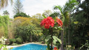 Ein Garten mit Pool, umgeben von verschiedenen tropischen Pflanzen und Bäumen.