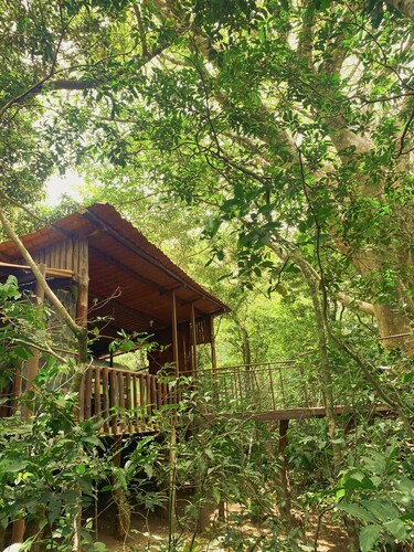 Ficus Wonders Bus. A Journey Through Nature