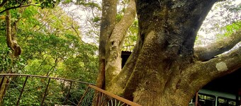 Ficus Wonders Bus. A Journey Through Nature