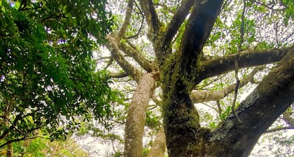 Ficus Wonders Bus. A Journey Through Nature