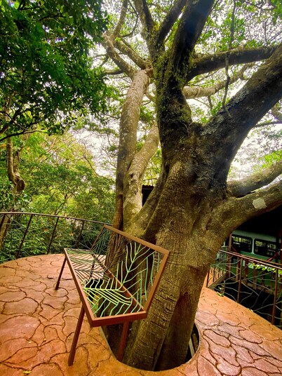 Ficus Wonders Bus. A Journey Through Nature