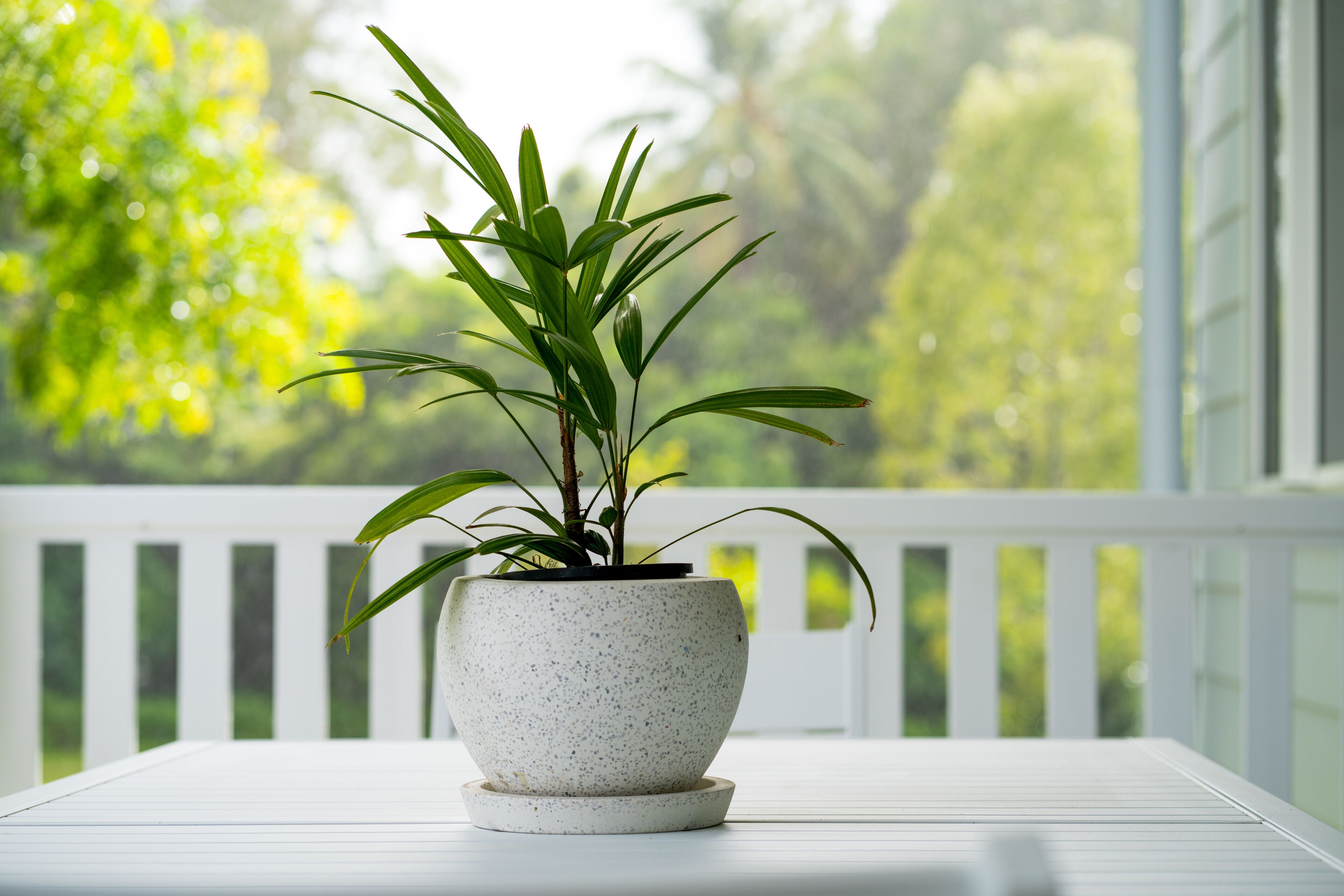 Signature Apartment, 2 Bedrooms | Terrace/patio