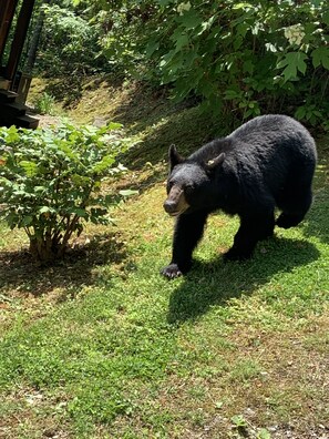 Wildlife sanctuary with a black bear in a naturalistic habitat surrounded by lush greenery and various plants.