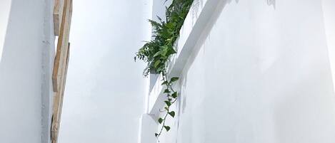 A white wall with a climbing plant and a wooden beam.