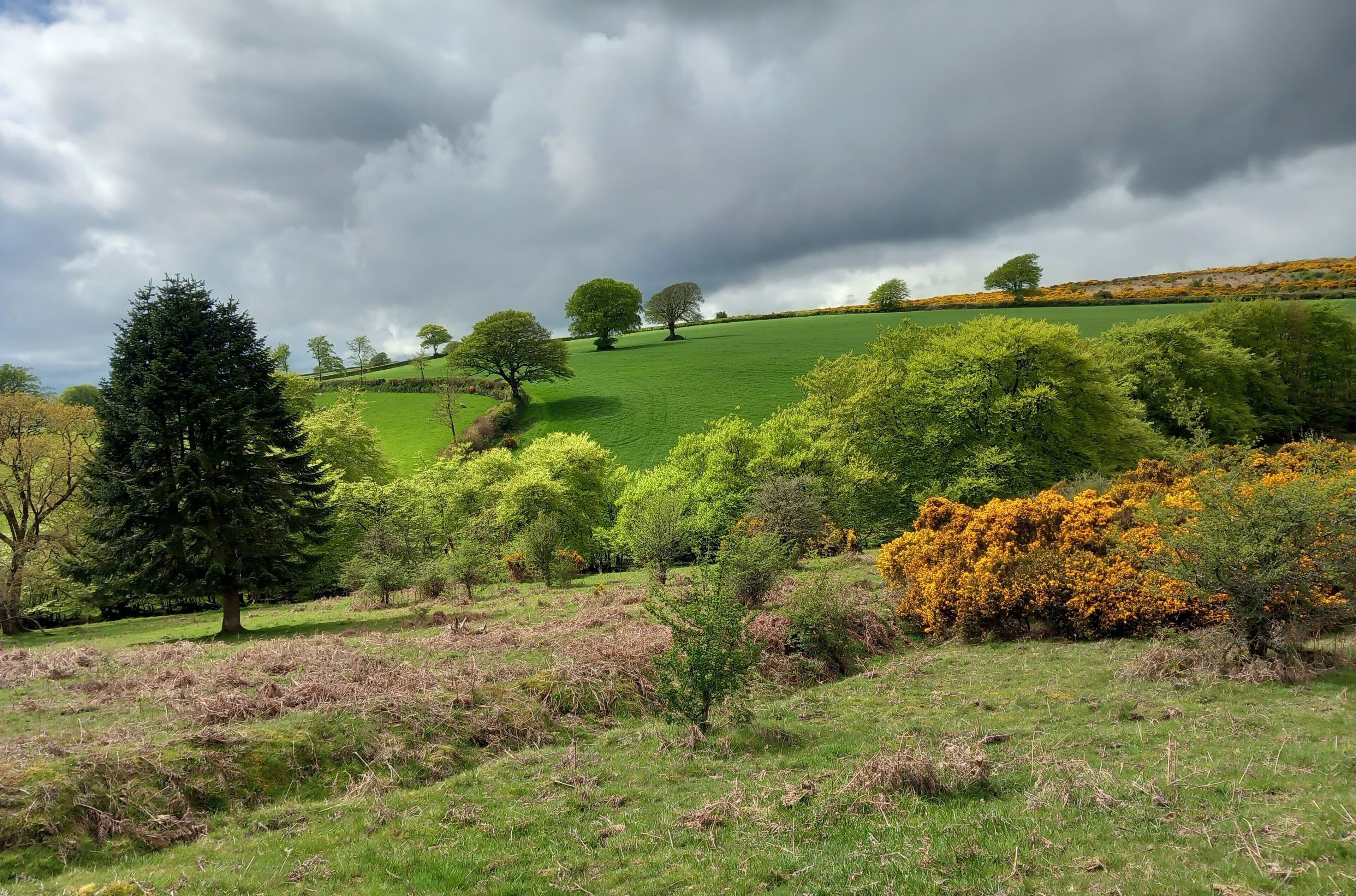 A green field with trees and bushes.