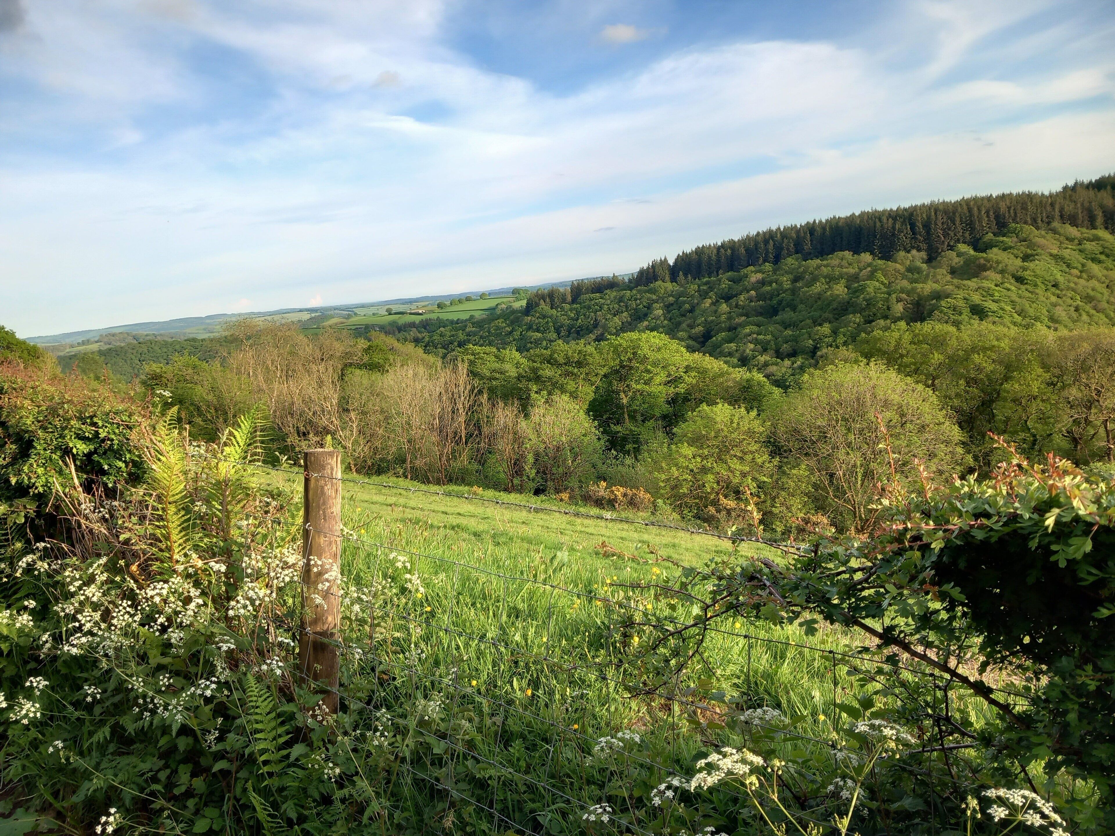 Üppige grüne Landschaft mit verschiedenen Bäumen und Sträuchern, einem Holzzaun und blauem Himmel.