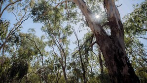A tree with sunlight filtering through its leaves.