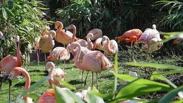 A group of flamingos in a natural setting with green foliage.