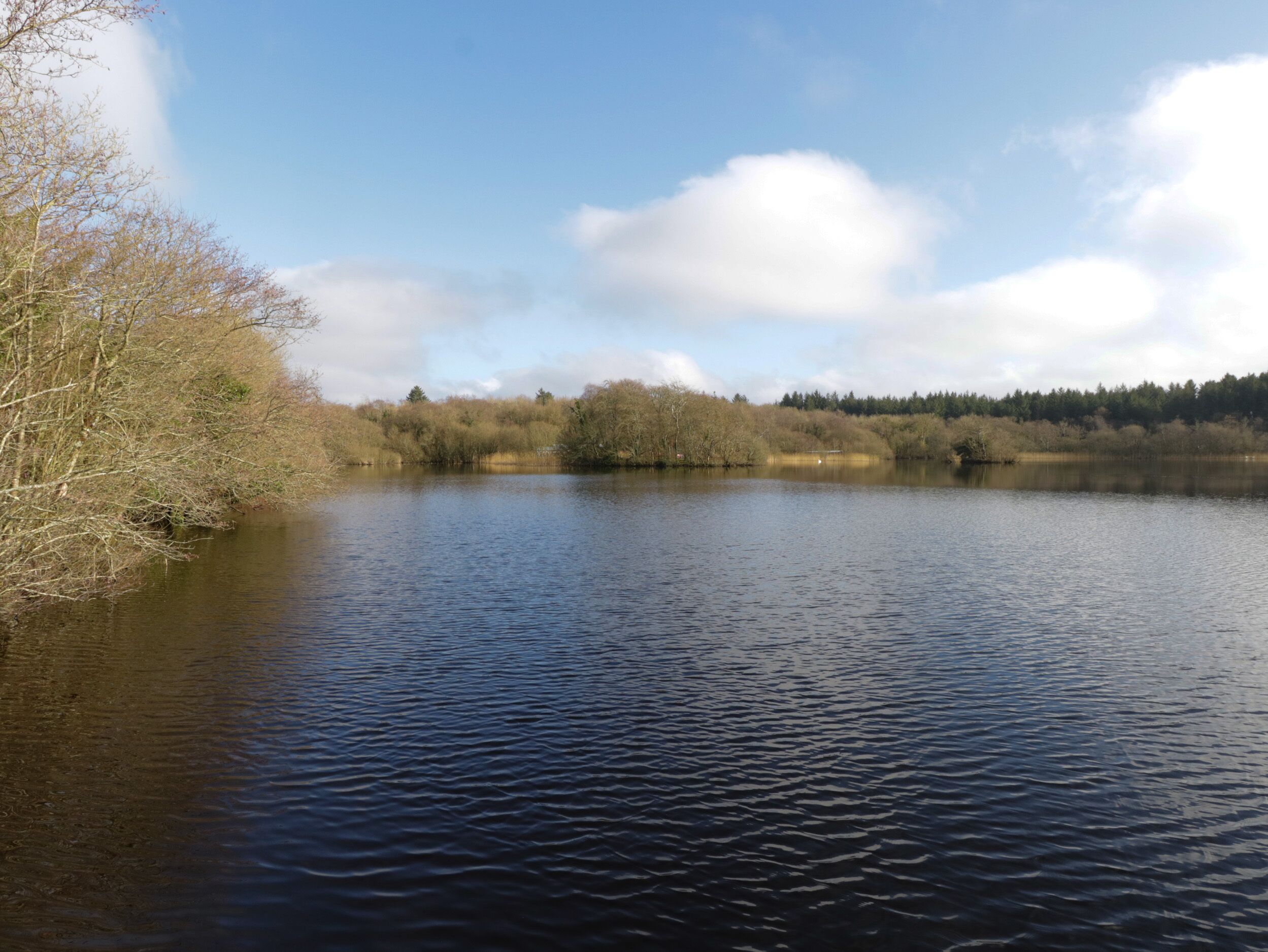 Un lago tranquilo rodeado de árboles y un cielo despejado.