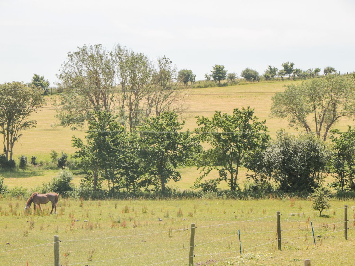 A rural landscape with a horse grazing, trees, and a fence.