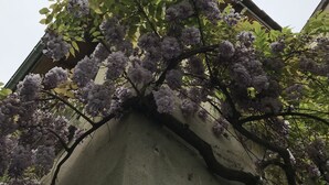 Un edificio de estructura de concreto y un árbol con flores moradas.
