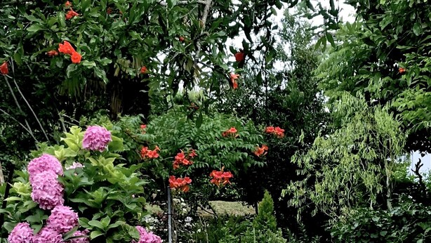 Un jardín con diversas plantas y flores, incluyendo tonos rosados y rojos, y una carretilla.