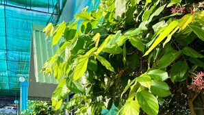 A corridor with a tiled floor, green plants, and a mural of a forest. -  Homestay Tuyet Anh (Tri Ton)