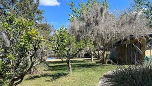 Un jardin avec différents arbres et un petit étang.