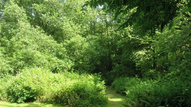 A natural, wooded area with a grassy path. - The Annexe, Llandysul (Penrhiw-llan)