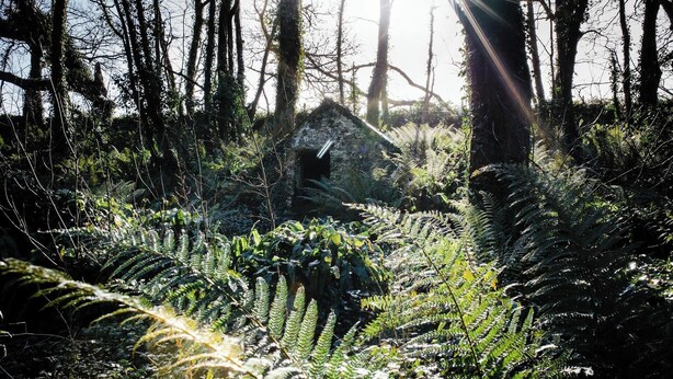 A rustic stone structure in a forested area with dense ferns and sunlight filtering through the trees. - Toes Rock, Sandy Haven (Sandy Haven)