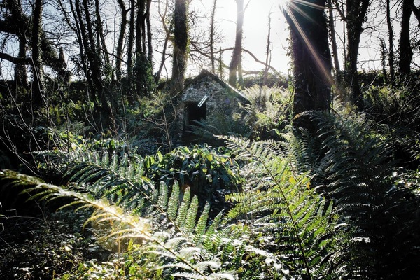 Walk through the woods to the beach