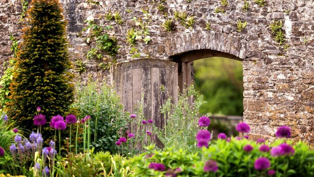 Un arco de piedra con una puerta de madera, rodeado de abundante follaje y flores moradas.