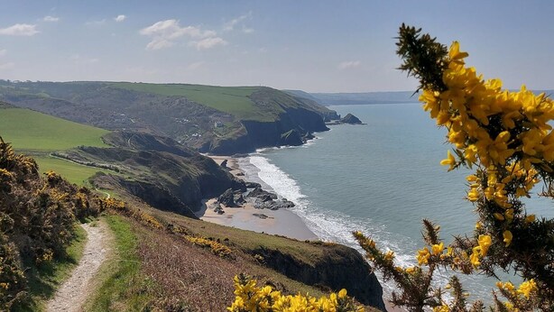 A coastal landscape with a dirt path leading to a beach, surrounded by green hills and yellow flowers. - Y Beudy, Llangrannog (Llangrannog)