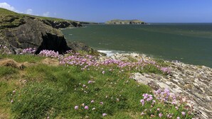 Eine Küstenlandschaft mit felsigen Klippen, grünen Wiesen und violetten Blumen.