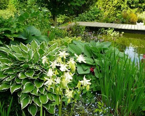 A garden with various plants and a pond.
