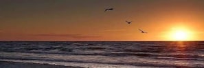 Un coucher de soleil sur l’océan, avec des vagues et des oiseaux qui volent.