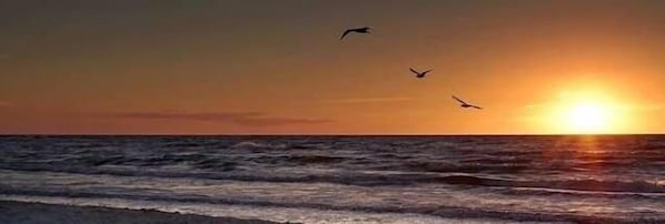A sunset over the ocean with waves and birds flying. - 1055 -106 Premium Unit (Siesta Key)