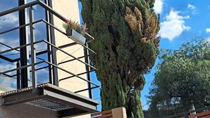 A modern building with a balcony, large windows, and a tall tree in the background.