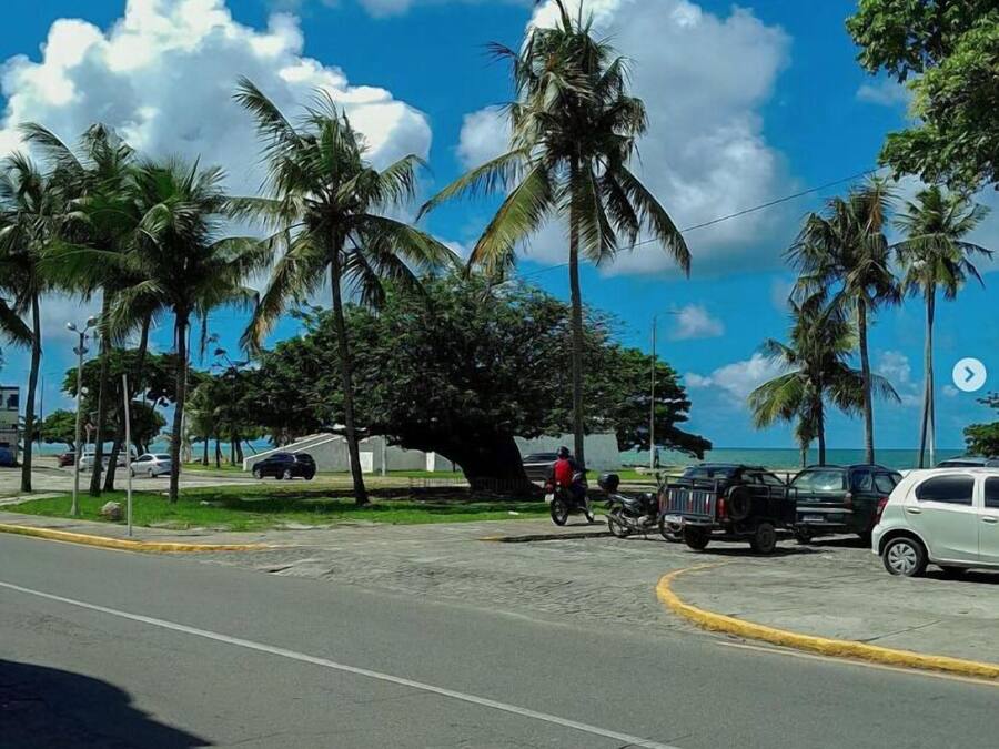 A street with palm trees, parked cars, and a clear blue sky.